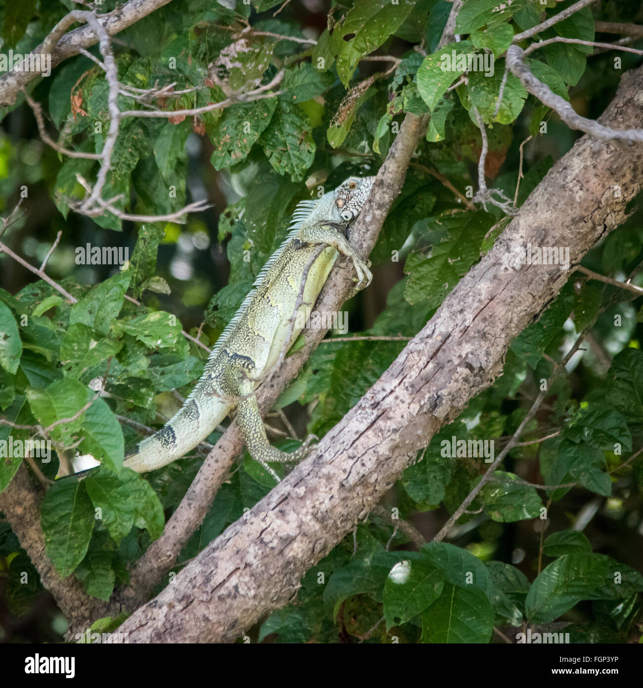 Grüner Leguan (Iguana Iguana), Guyana, Südamerika Stockfoto