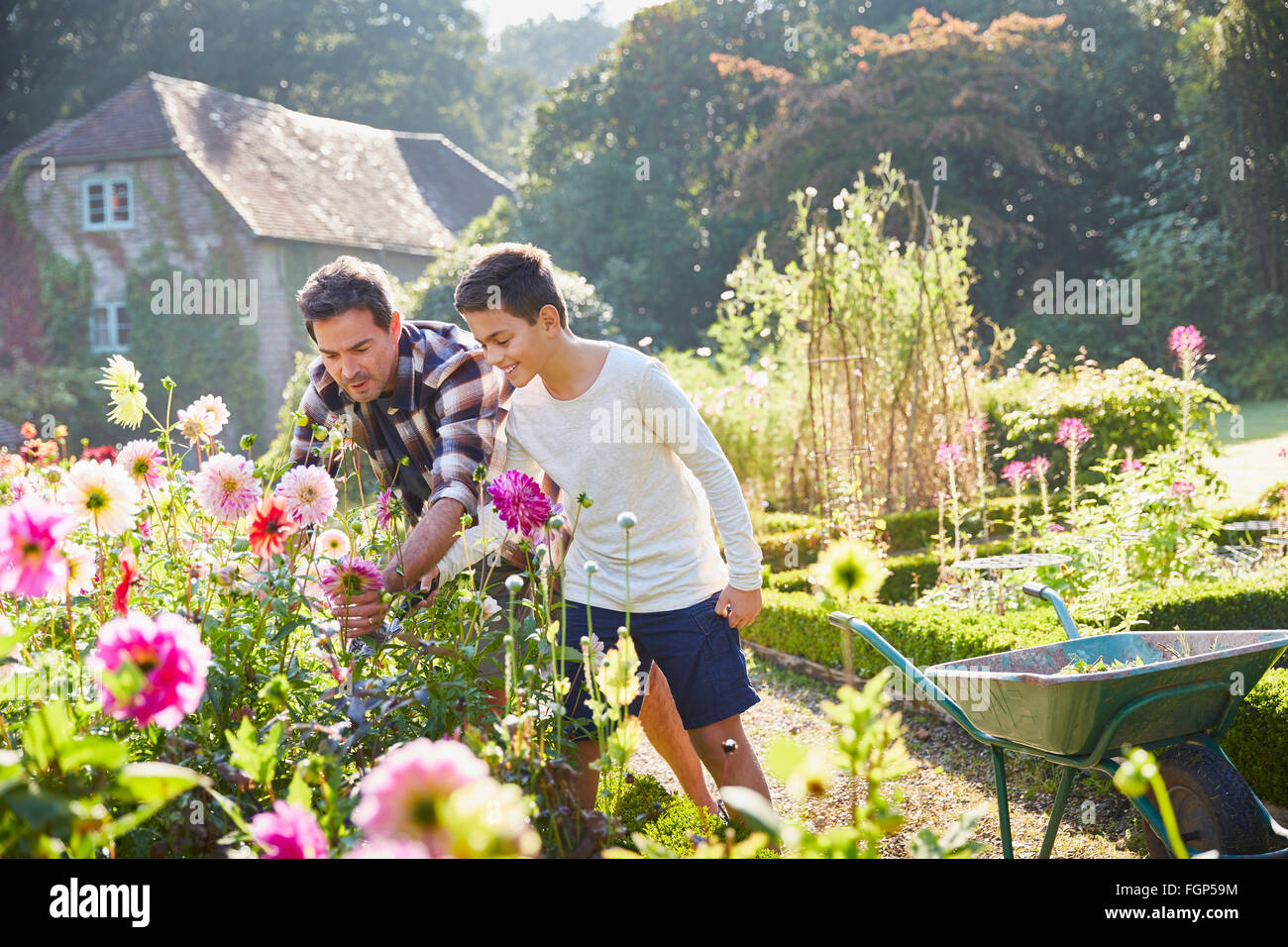 Vater und Sohn im sonnigen Garten Blumen pflücken Stockfoto