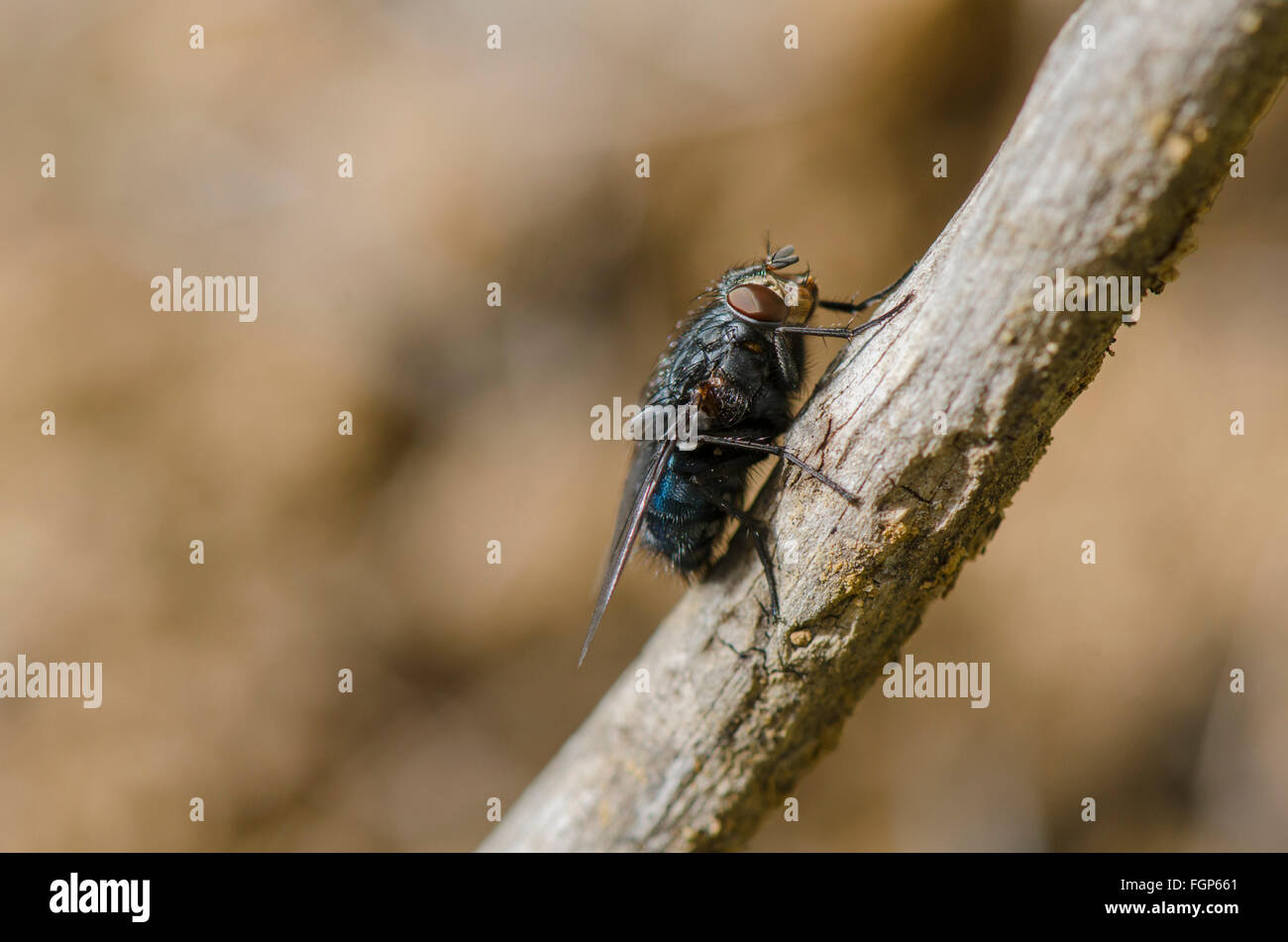 Städtische Zusammenarbeit Schmeißfliege, Fliegen Insekt Hexamerinaufnahme eingespieltes auf Ast. Spanien Stockfoto