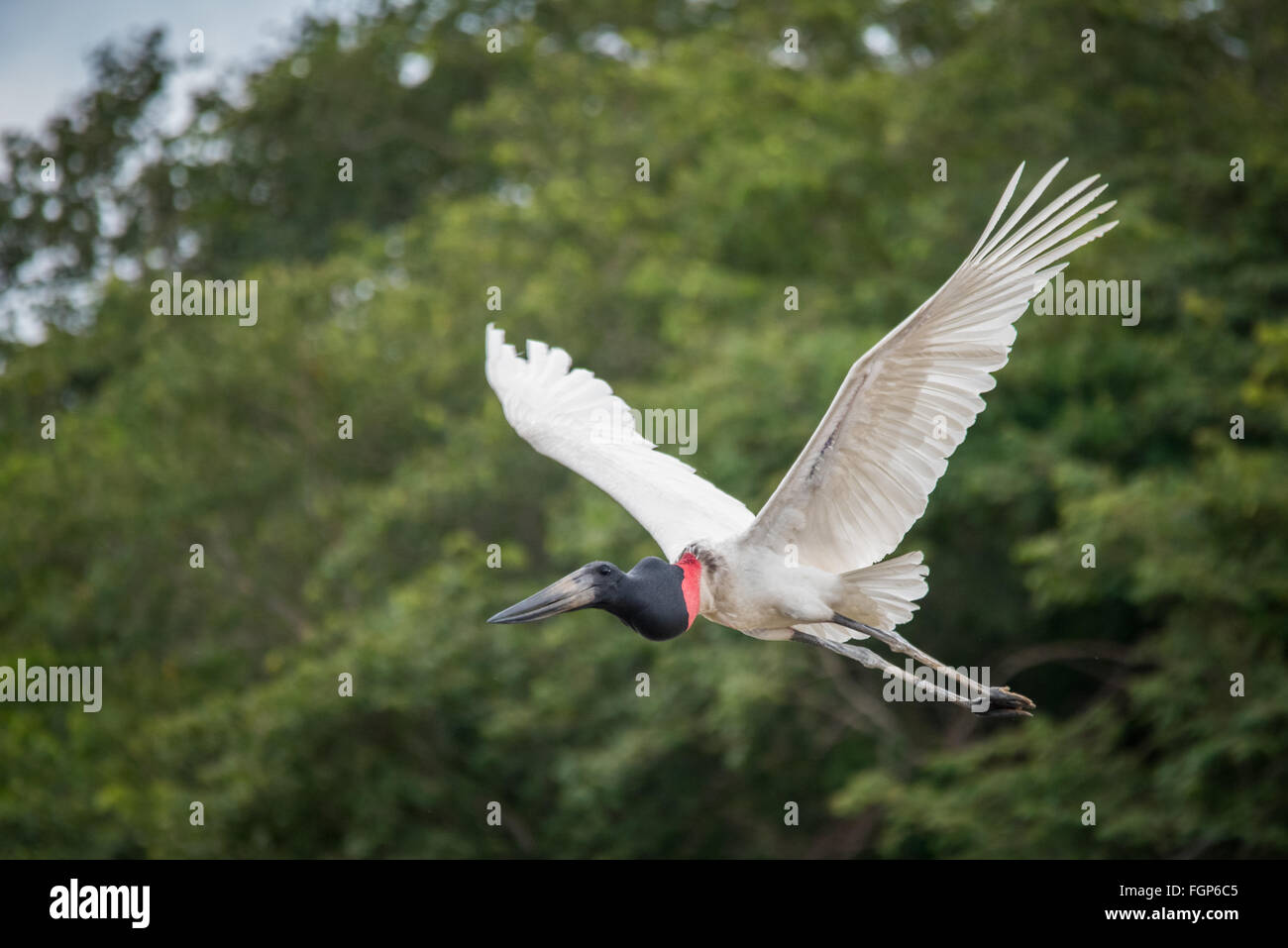 Jabiru (Jabiru Mycteria) Storch fliegen Stockfoto