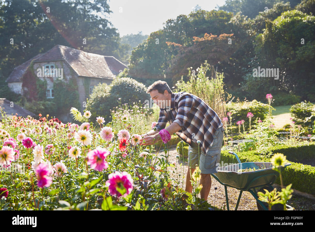 Mann Beschneidung Blumen im sonnigen Garten Stockfoto