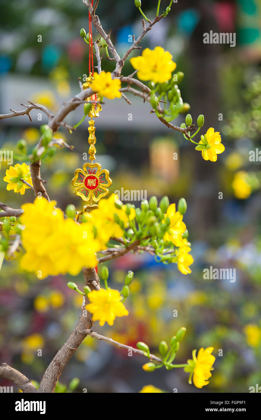 Tet Blüte Bäume die Symbole der Lunar New Year Holidays auf dem Straßenmarkt, Ho-Chi-Minh-Stadt, Vietnam. Stockfoto