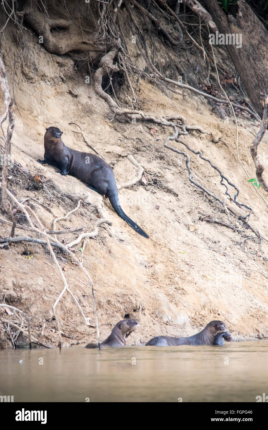 Riesen-Fluss-Otter (Pteronura Brasiliensis), Guyana, Südamerika Stockfoto