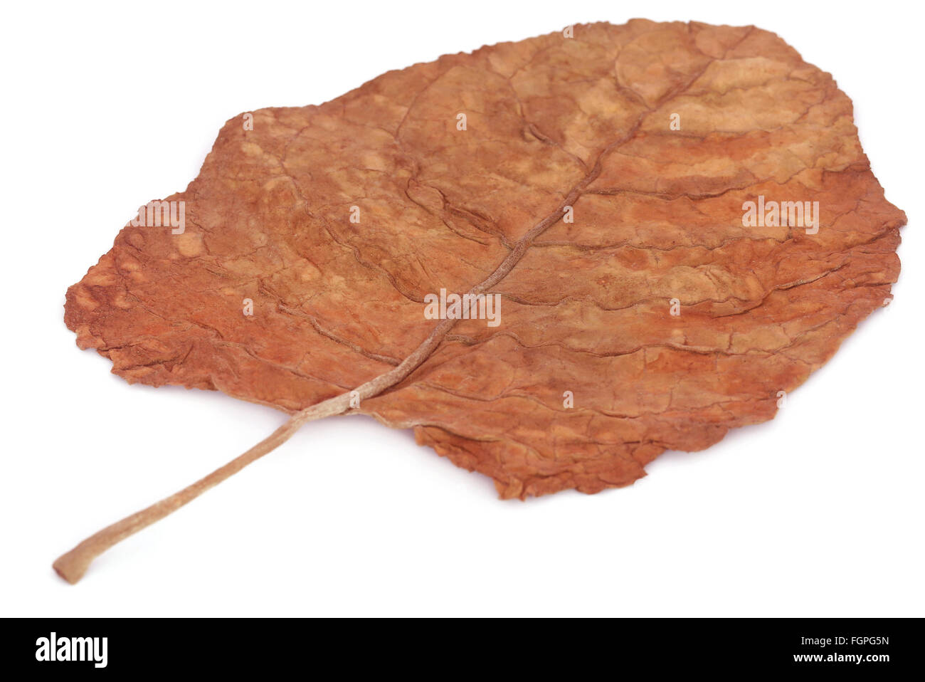 Völlig trockene Tabakblätter auf weißem Hintergrund Stockfoto