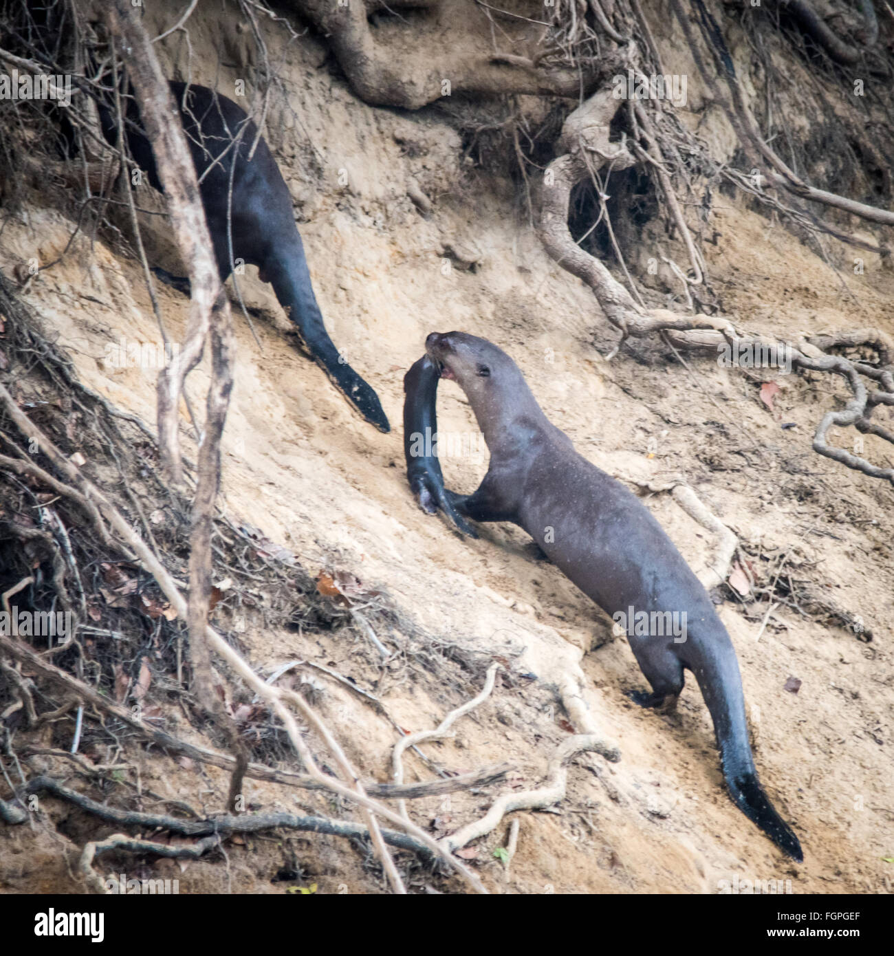 Riesen-Fluss-Otter (Pteronura Brasiliensis), Guyana, Südamerika Stockfoto
