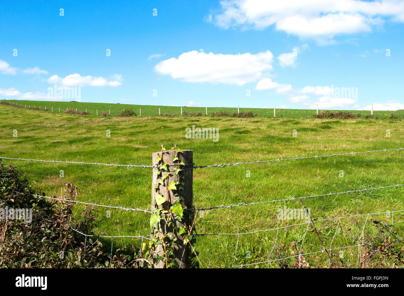 ein Feld leer Weide mit Stacheldrahtzaun Stockfoto