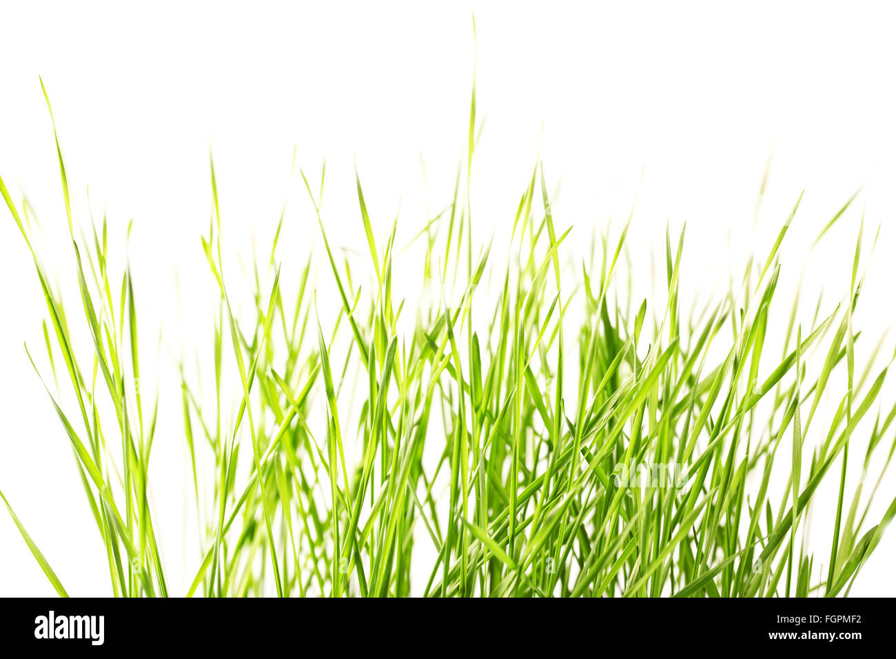 grünen Rasen isoliert auf weißem Hintergrund Stockfoto
