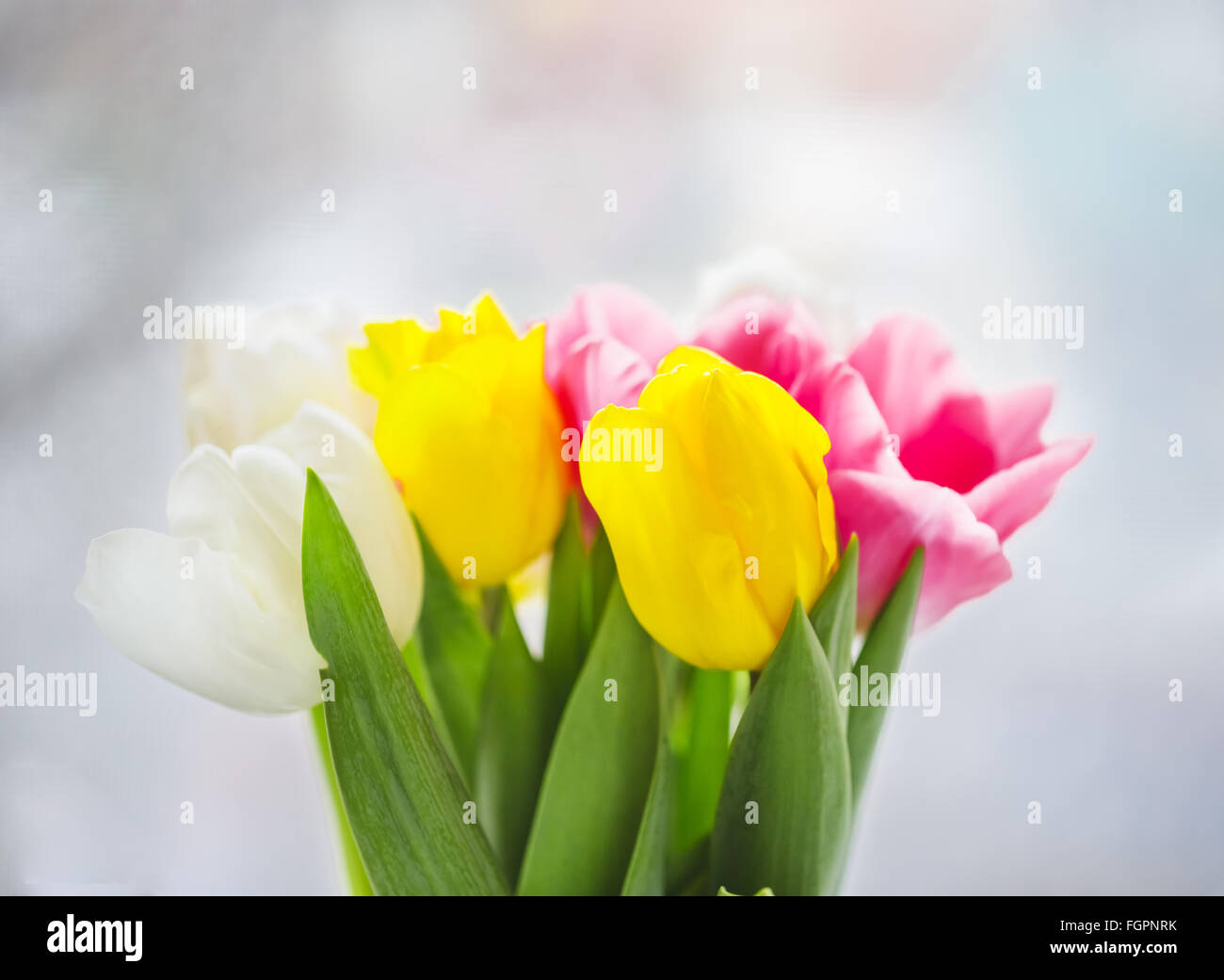 Schöne rosa und lila Tulpen. Ein Blumenstrauß für den 8. März, oder zum Valentinstag Stockfoto
