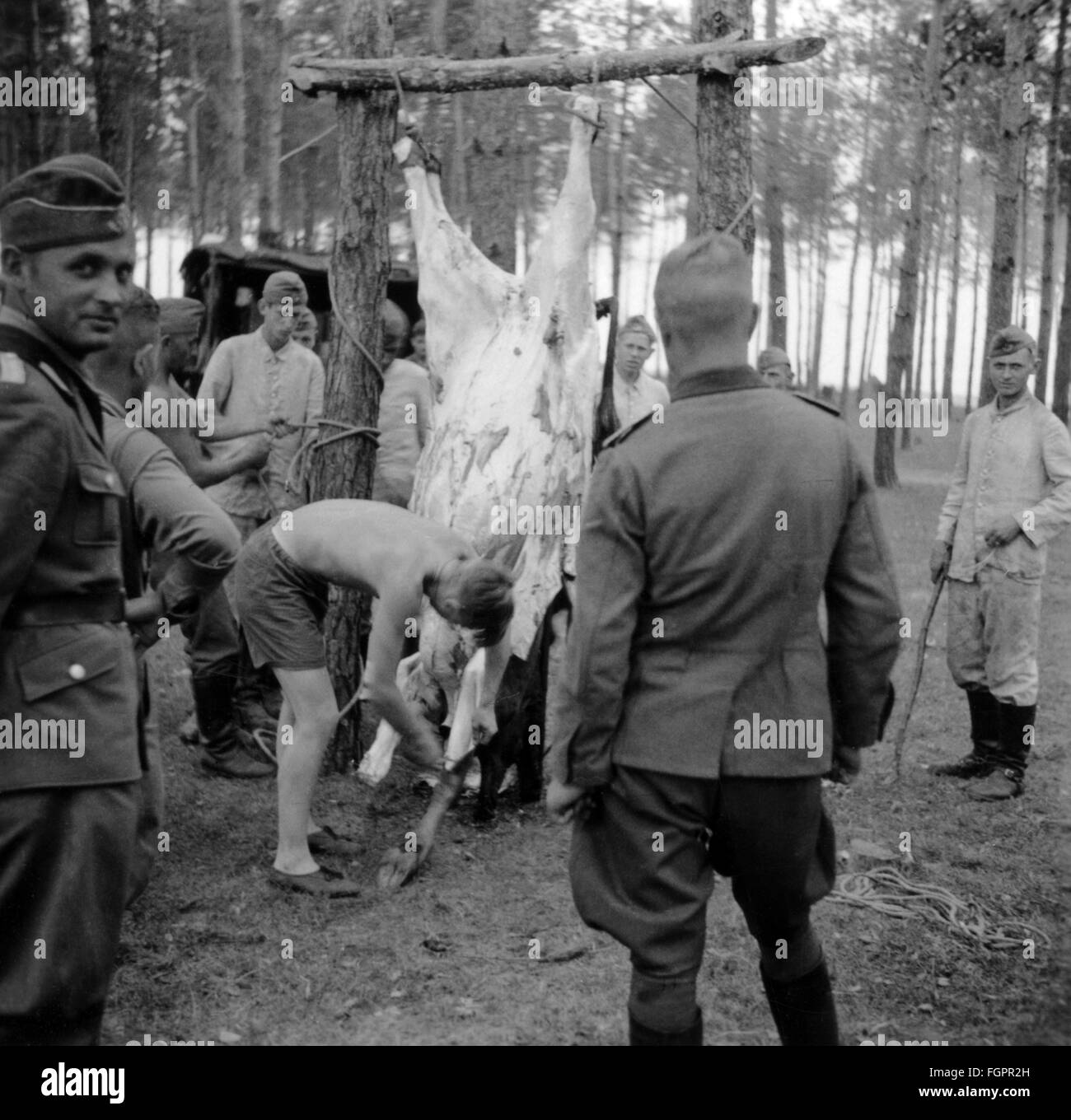 Nationalsozialismus, Organisationen, Reichsarbeitsdienst, Rad, Podklastor an der polnisch-sowjetischen Grenze, Mitglieder der Rad Abteilung K. 1/130, das Schwein schlachtend, kurz vor dem deutschen Einmarsch in die Sowjetunion (Operation Barbarossa), Juni 1941, Zusatzrechte-Clearenzen-nicht verfügbar Stockfoto