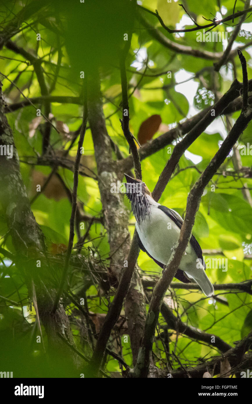 Bärtige Bellbird (Procnias Averano Carnobarba), Trinidad Stockfoto