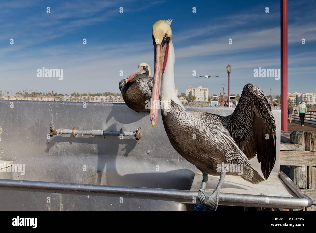 Pelikane auf Oceanside Pier, im Dezember 2015. Stockfoto
