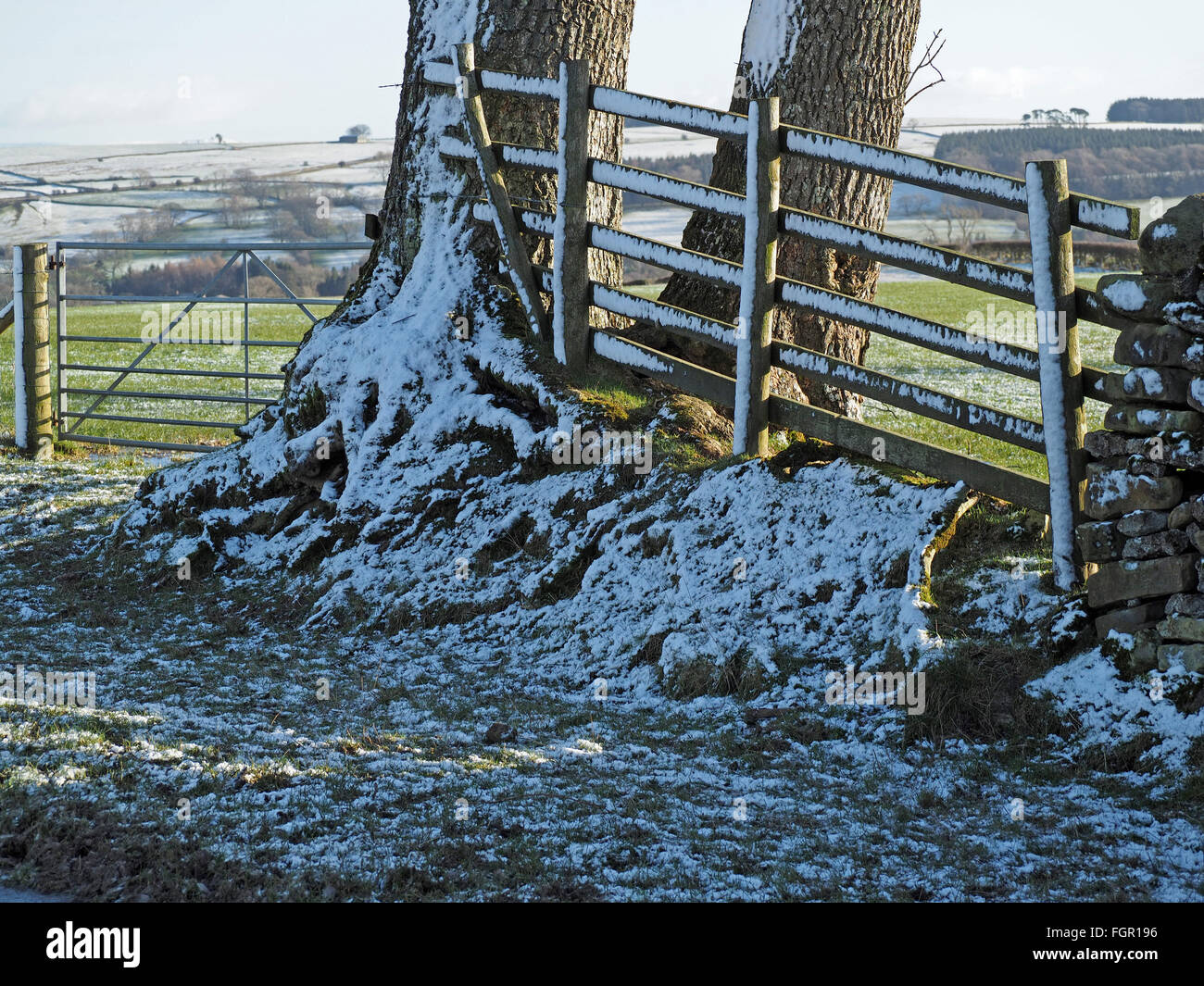Prise schattigen Schnee auf Bank Zaun und Baum-Stämmen im sonnigen Cumbrian Bauernhof ländlich Stockfoto