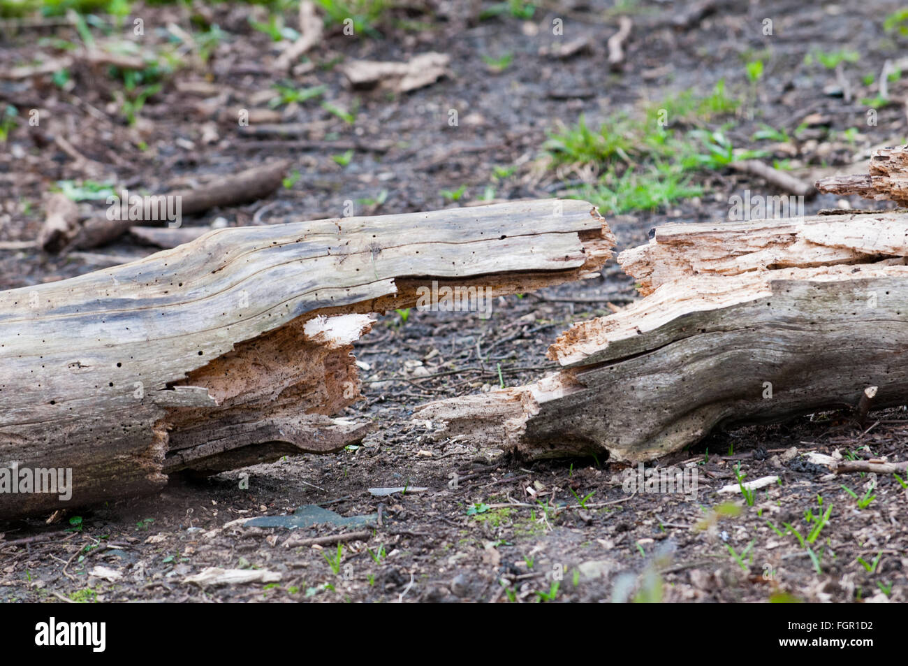 geknackt Log bilden eine symmetrische Form auf dem Waldboden Stockfoto