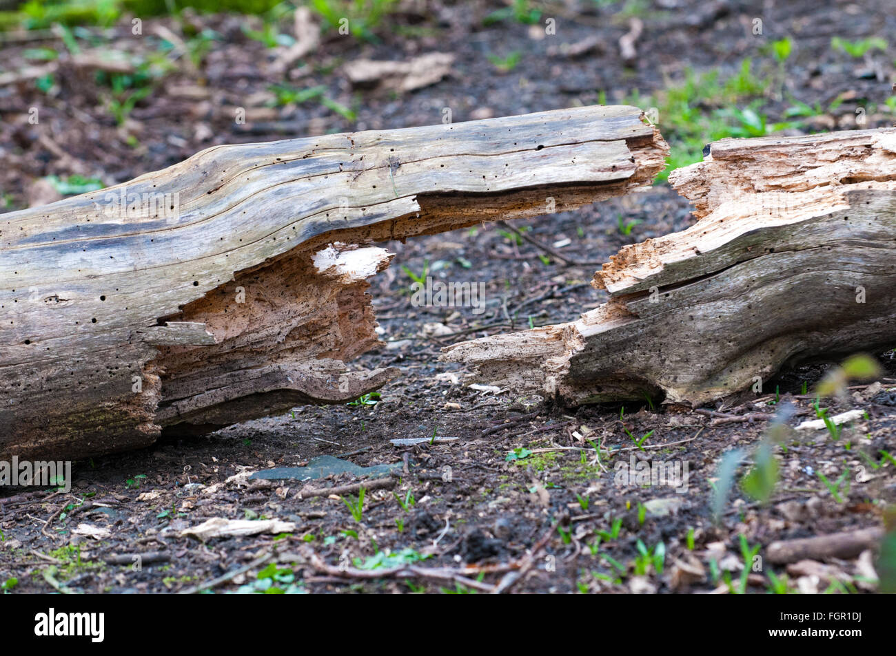 geknackt Log bilden eine symmetrische Form auf dem Waldboden Stockfoto