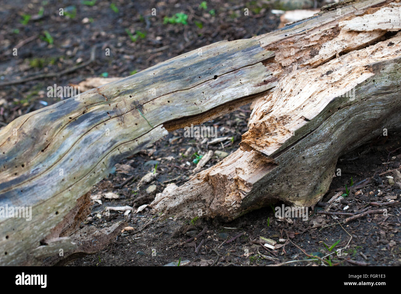 geknackt Log bilden eine symmetrische Form auf dem Waldboden Stockfoto