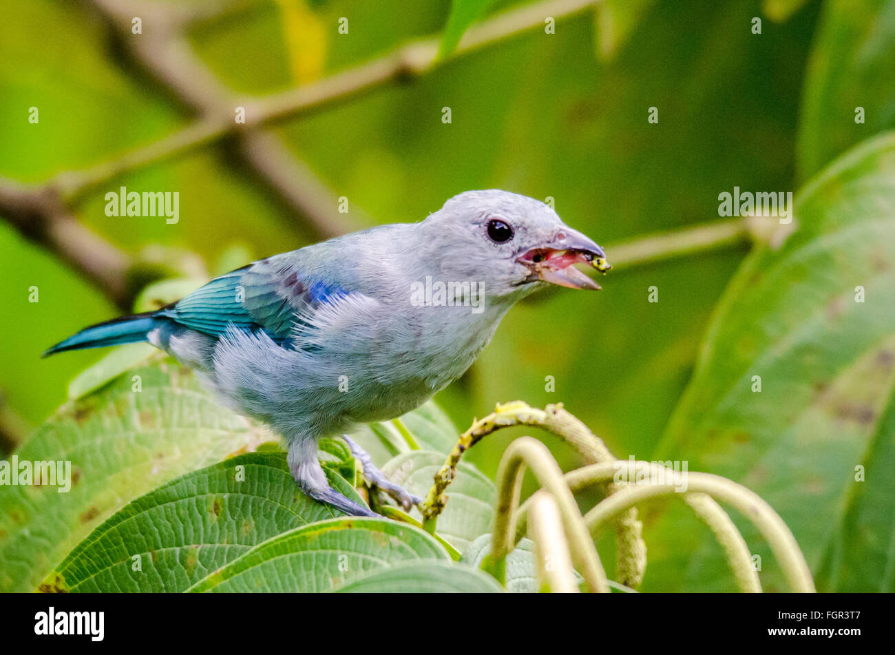 Blau grau Tanager (Thraupis Episcopus) Essen Samen Stockfoto