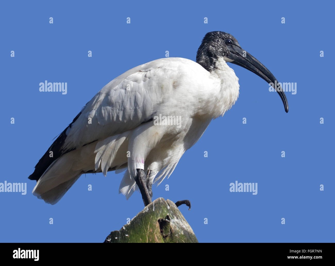 Sacred Ibis (Threskiornis Aethiopicus) Stockfoto