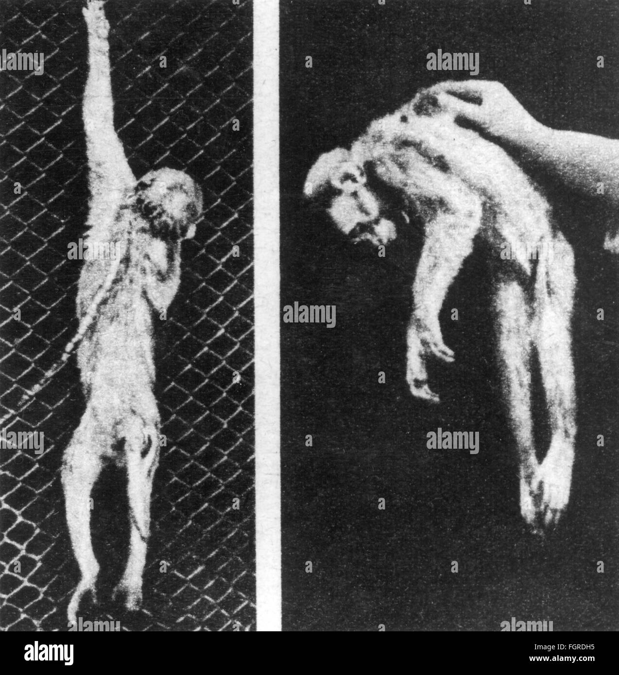 Medizin,Krankheit,Poliomyelitis,verschiedene Zustände der Lähmung der Gliedmaßen eines Gibbons,20. Jahrhundert,Muskelatrophie,Myopathie,Muskel,Muskeln,Muskulatur,Muskelsystem,Hieroglyphe,Hieroglyphen,Hieroglyphen,Hieroglyphen,entzündliche Erkrankung des Rückenmarks,Affen,Gibbon,Gibbons,Gibbbons,Tiere,Tiere,Tierversuche,Lähmungen,Krankheiten,Krankheiten,Krankheiten,Polioplähmung,Medizin,Krankheiten,Krankheiten,Krankheiten,Krankheiten,Krankheiten,Krankheiten,Krankheiten,Krankheiten,Krankheiten,Krankheiten,Krankheiten,Krankheiten,Krankheiten,Krankheiten,Krankheiten,Krankheiten,Krankheiten,Krankheiten,Krankheiten, Stockfoto