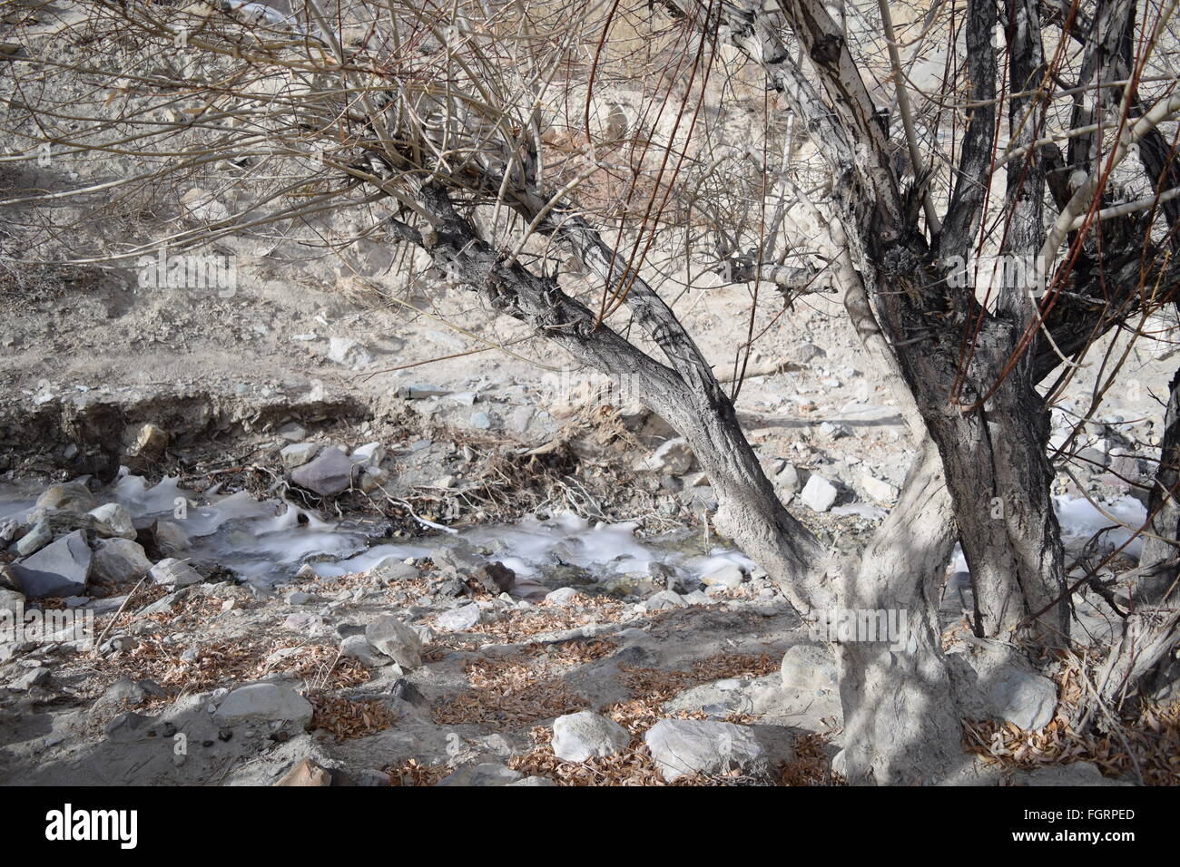 Winterbäume in Neyrak, Ladakh, Indien Stockfoto