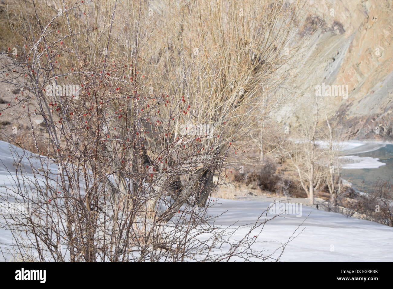 Winterbäume in Neyrak, Ladakh, Indien Stockfoto