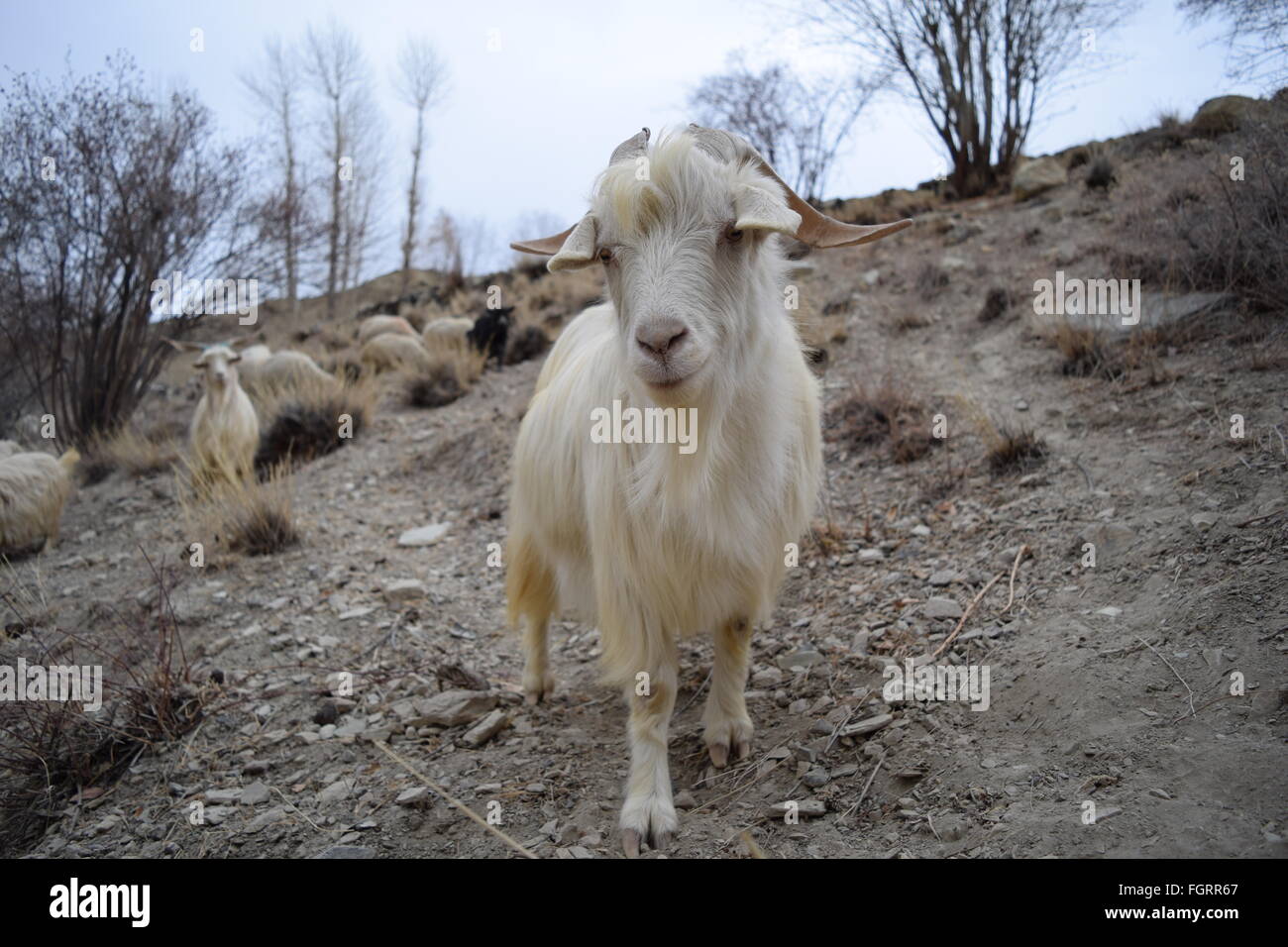 schöne weiße Bergziege auf der Suche Stockfoto