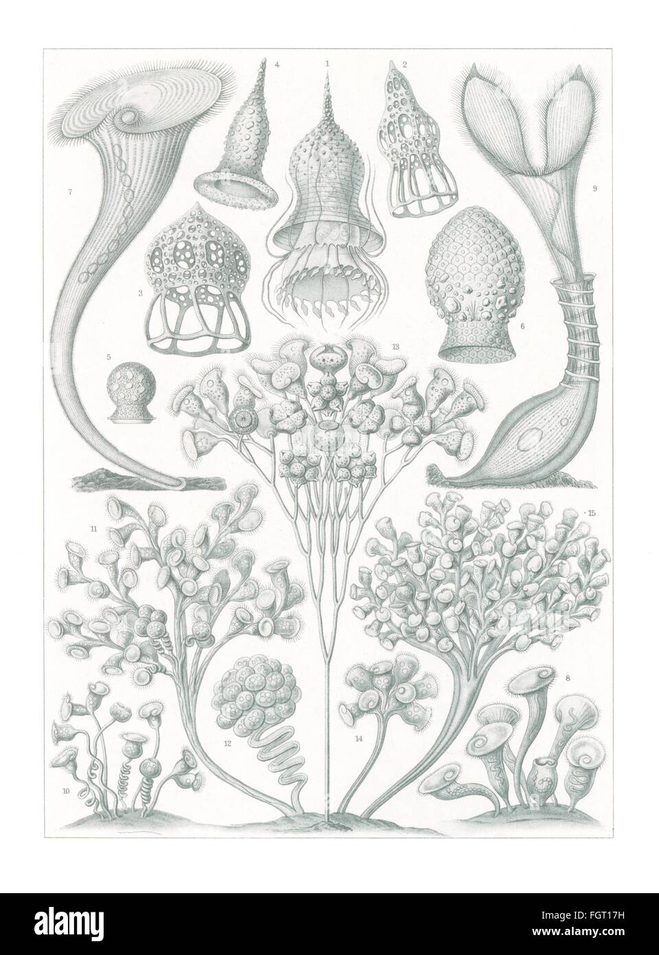 zoologie / Tiere, Ciliaten (Ciliata), Farblithographie, aus: Ernst Haeckel, 'Kunstformen der Natur', Leipzig - Wien, 1899 - 1904, Additional-Rights-Clearences-not available Stockfoto