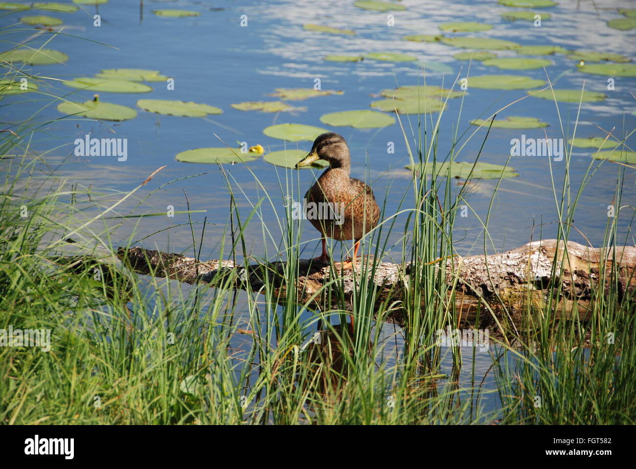 Stockente vor Seerosen in einem See in Schweden Stockfoto
