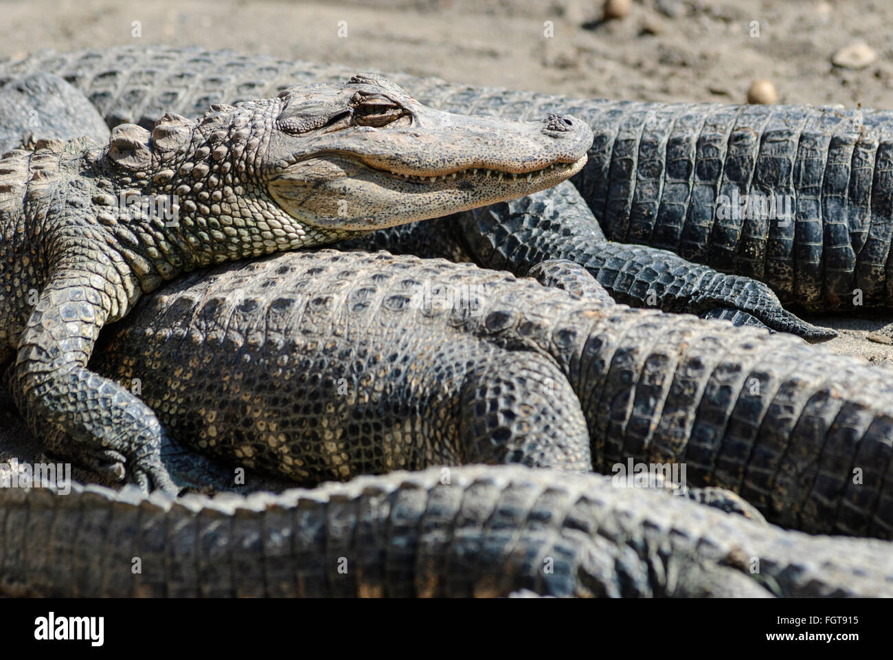 Eine Gruppe von gemeinsamen (amerikanischen) Alligatoren, die in der Sonne aalen. Stockfoto
