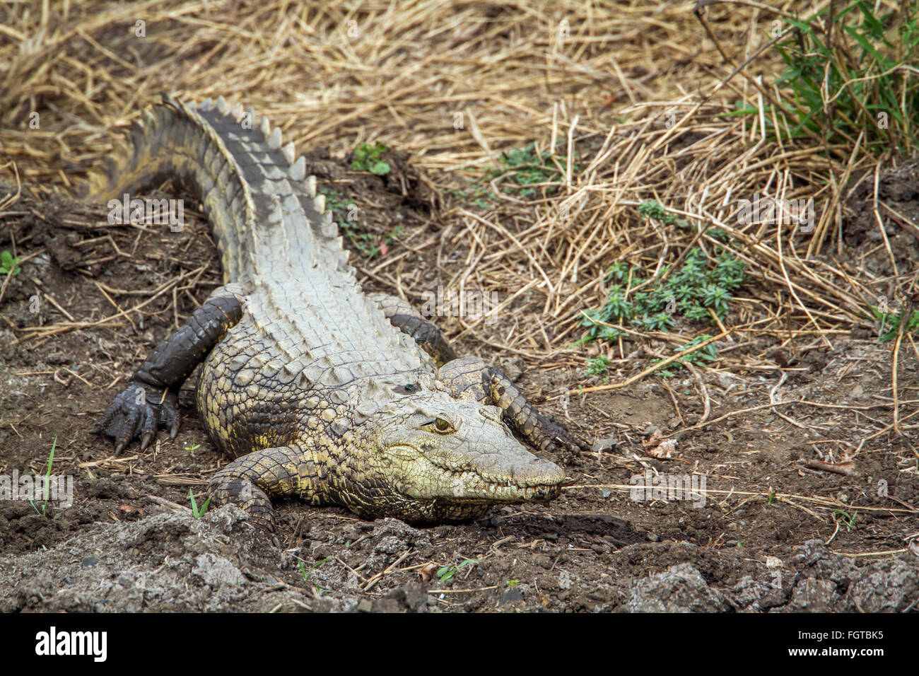 Nil-Krokodil Specie Crocodylus Niloticus Familie Crocodylidae, Krüger Nationalpark, Südafrika Stockfoto