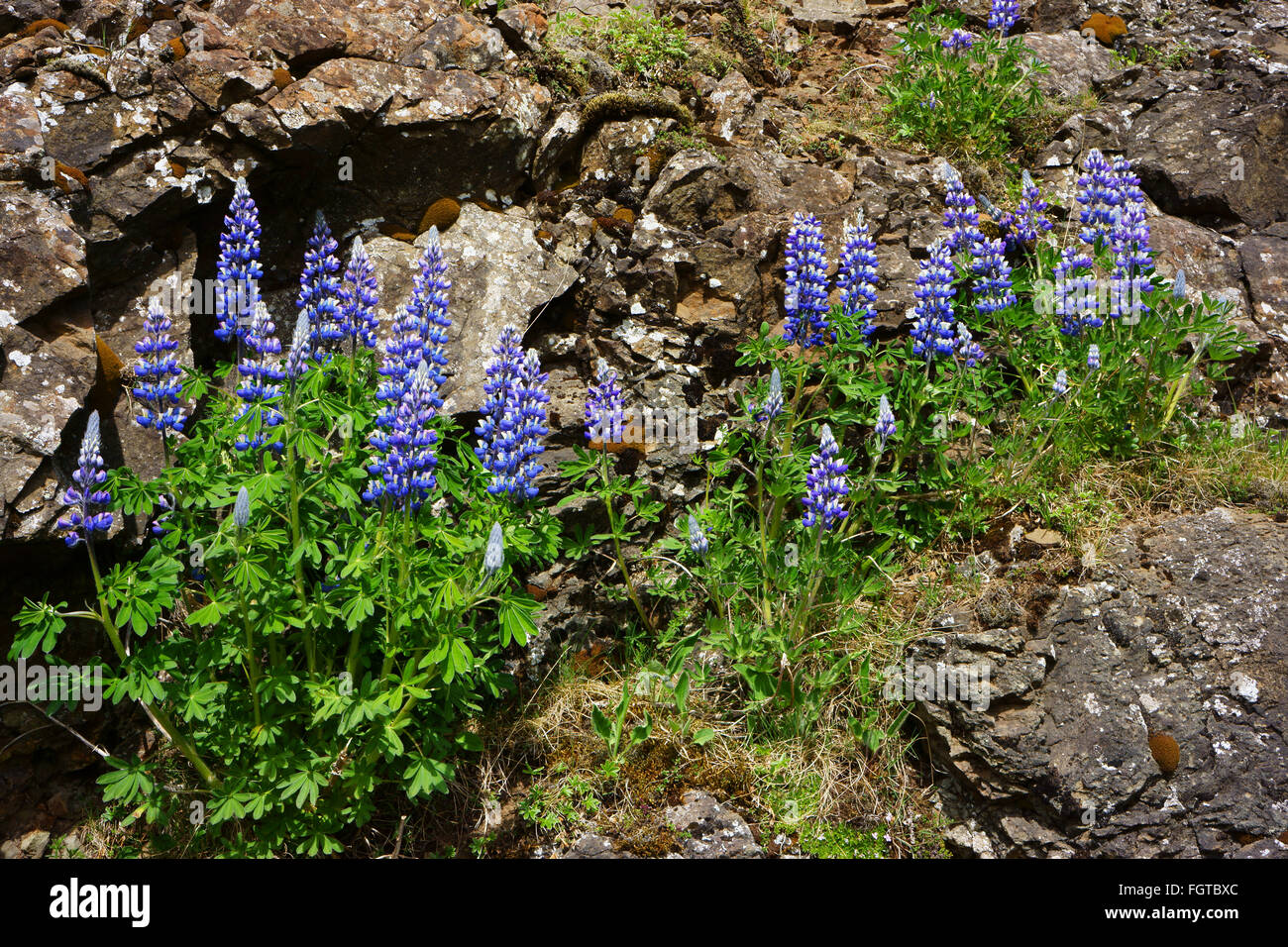 Lupinen Blumen blühen, Berg Esja, Island Stockfoto