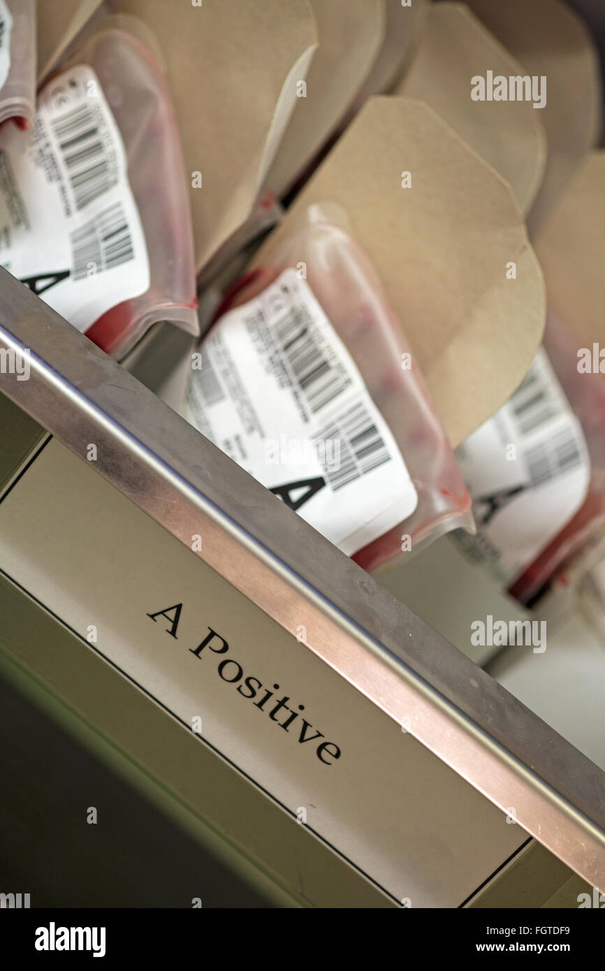 Taschen von 'A'-positivem Blut in der Pathologielabor in einem Krankenhaus. Stockfoto
