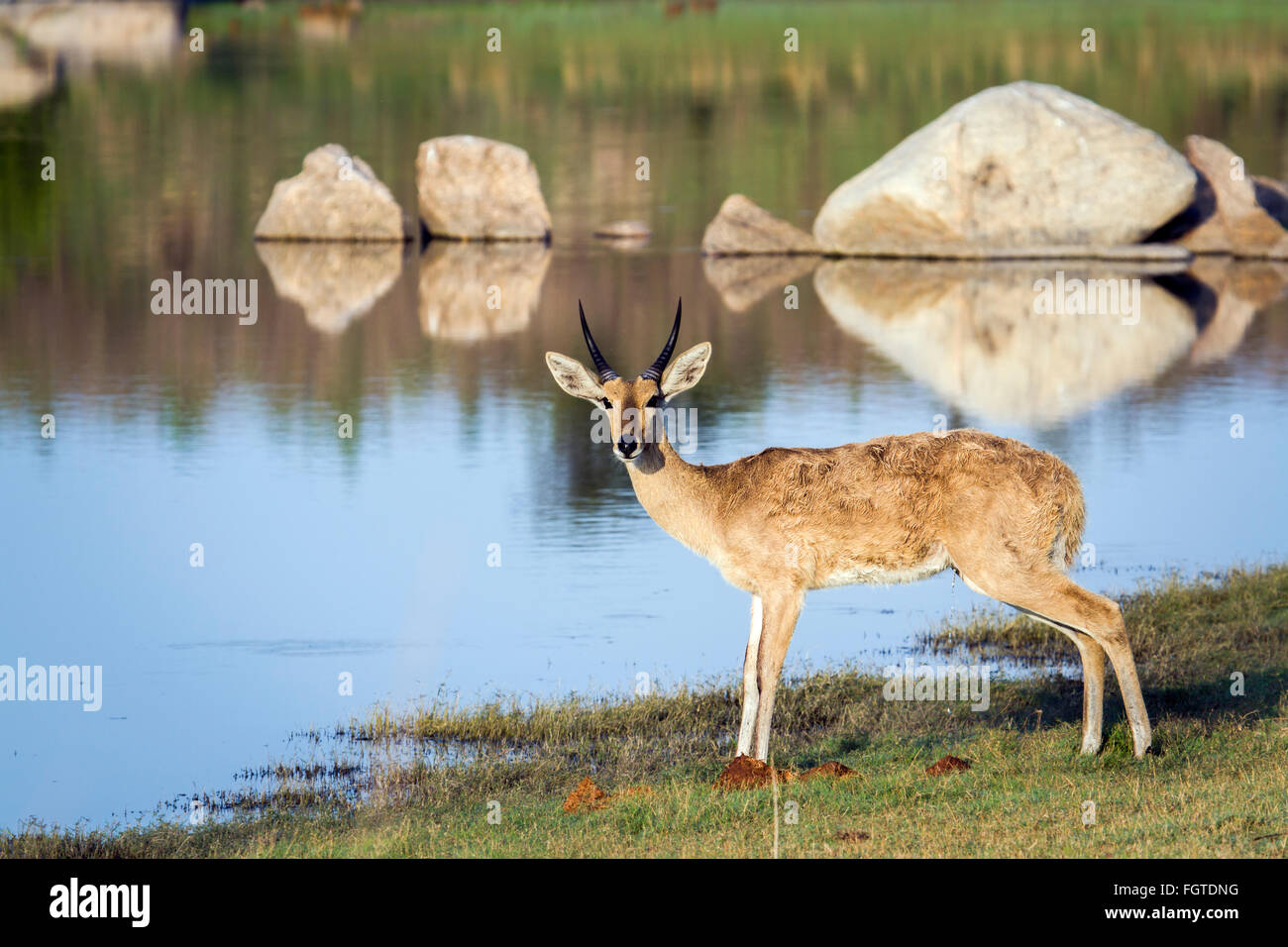 Bohor andere Specie Redunca Redunca Familie der Horntiere Stockfoto