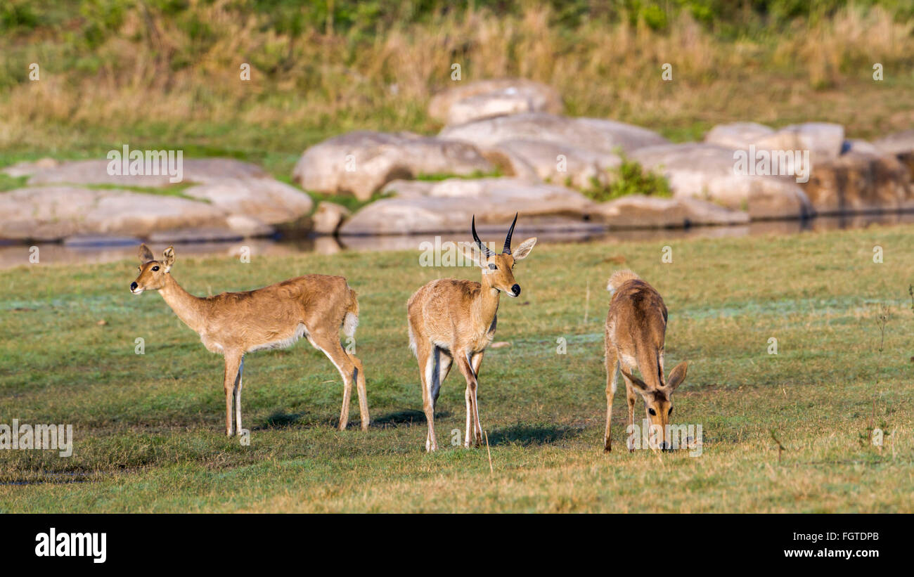 Bohor andere Specie Redunca Redunca Familie der Horntiere Stockfoto