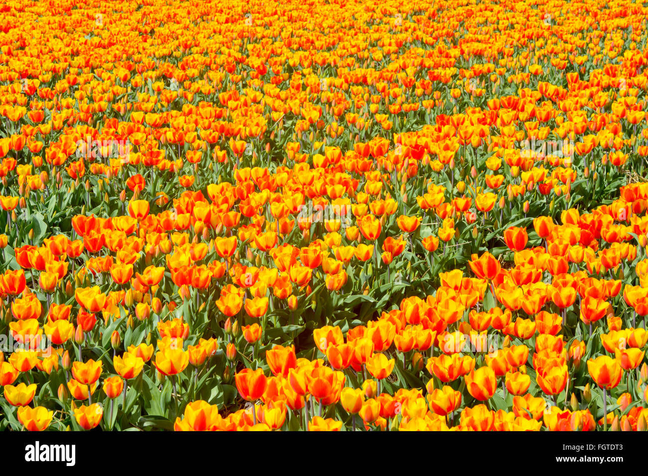Gelb, orange, landwirtschaftliche Tulpenfeld, Nordholland, Niederlande. Stockfoto
