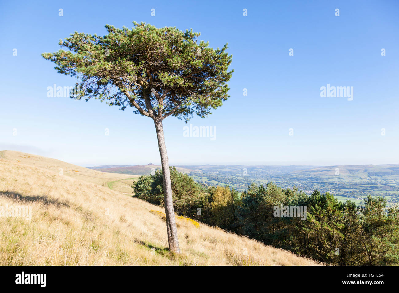 Eine einzelne Caledonian Pine Tree in der Nähe der Gipfel des zurück Tor, auf dem großen Ridge, Derbyshire, Peak District National Park, England, Großbritannien Stockfoto