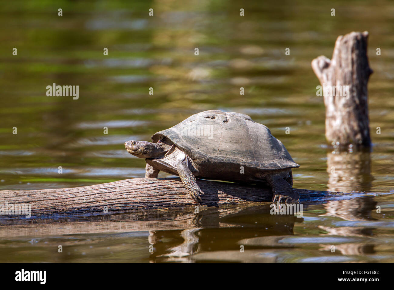 angulate Tortoise Specie Chersina Angulata Familly der Eischwiele Stockfoto