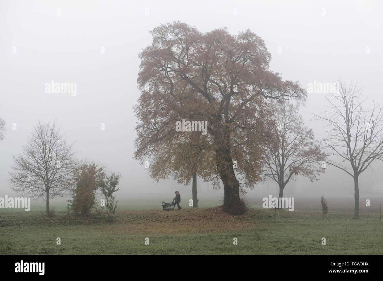 Alter Baum, Bäume, Herbst, Nebel, Lorsch, Rhein Valley, Hessen, Deutschland Stockfoto