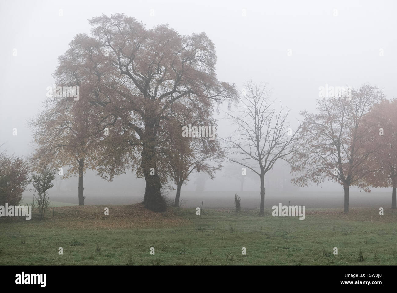 Alter Baum, Bäume, Herbst, Nebel, Lorsch, Rhein Valley, Hessen, Deutschland Stockfoto