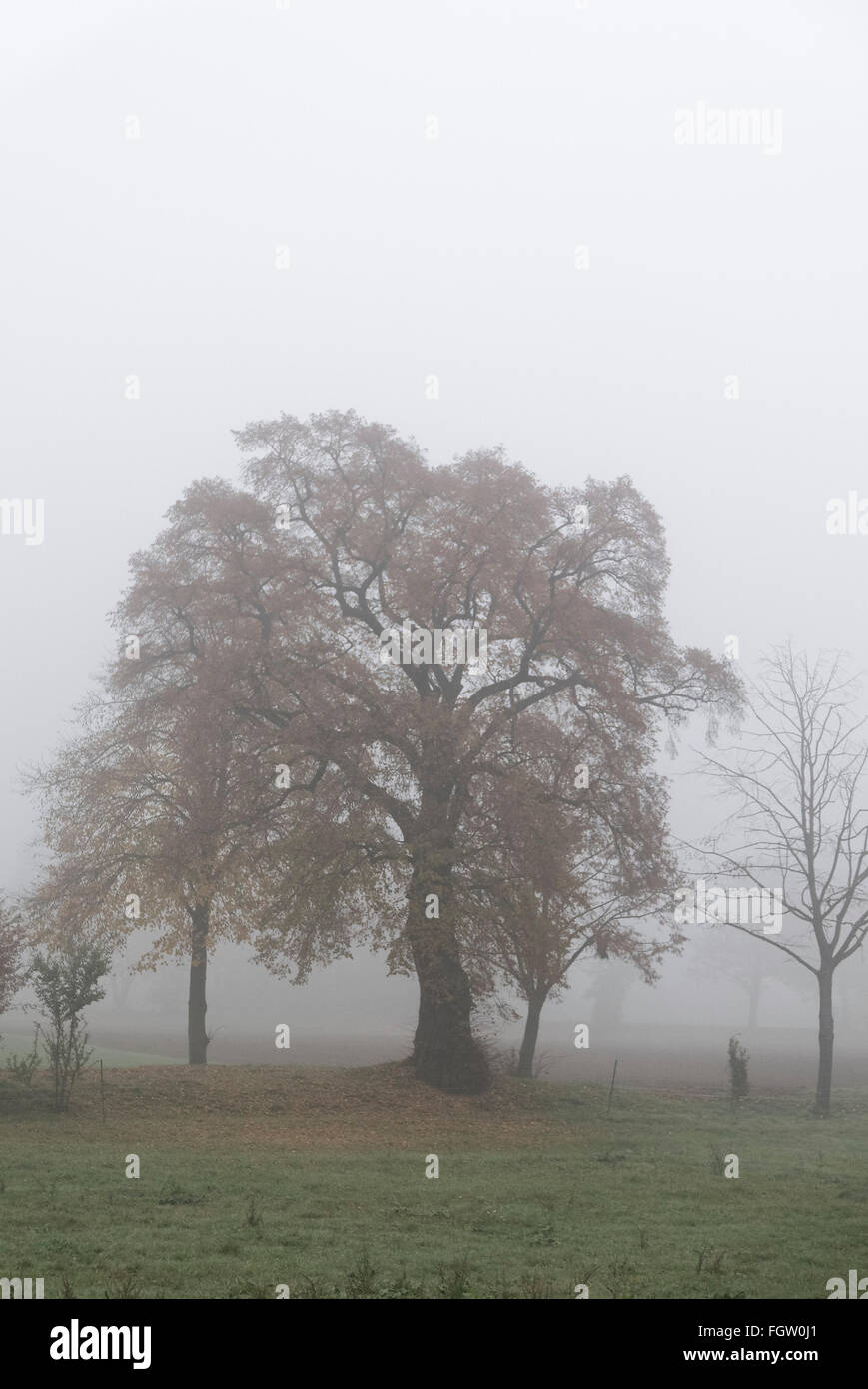 Alter Baum, Bäume, Herbst, Nebel, Lorsch, Rhein Valley, Hessen, Deutschland Stockfoto