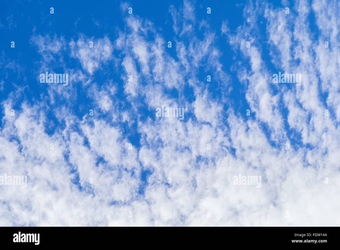 Altocumulus-Wolken vor blauem Himmel im Spätwinter an einem warmen Tag. Stockfoto