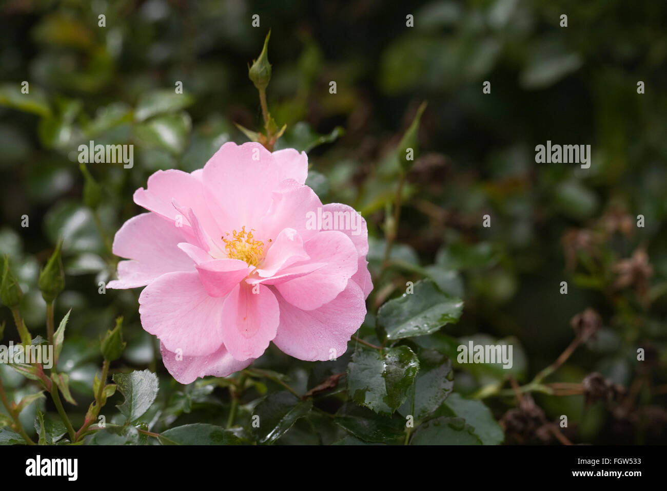 Rosa Königin-Mutter blühen im Herbst. Stockfoto