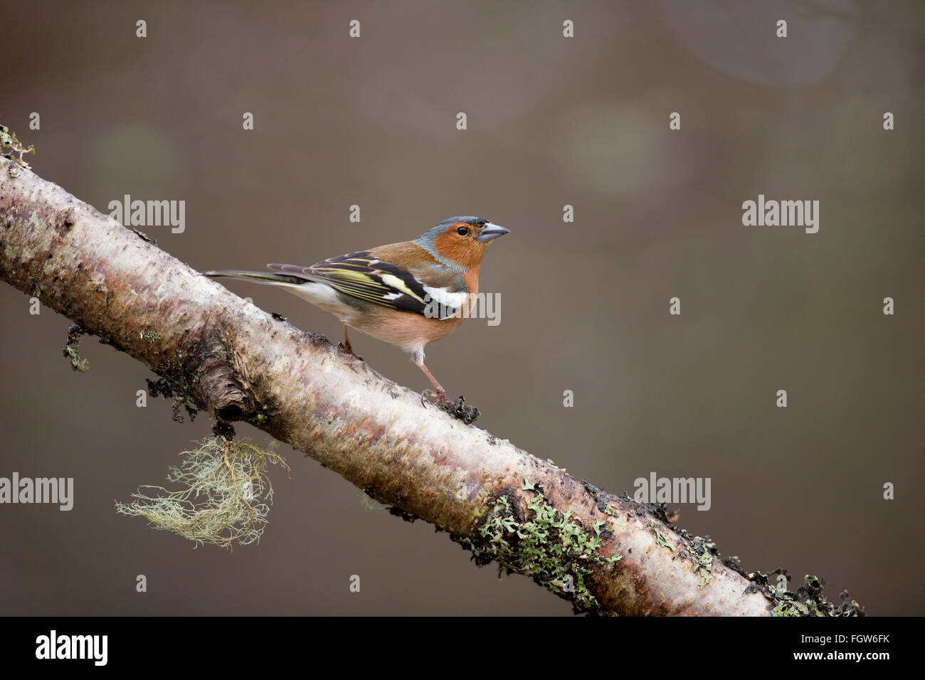 Buchfink; Fringilla Coelebs einzigen männlichen Zweig Schottland; UK Stockfoto