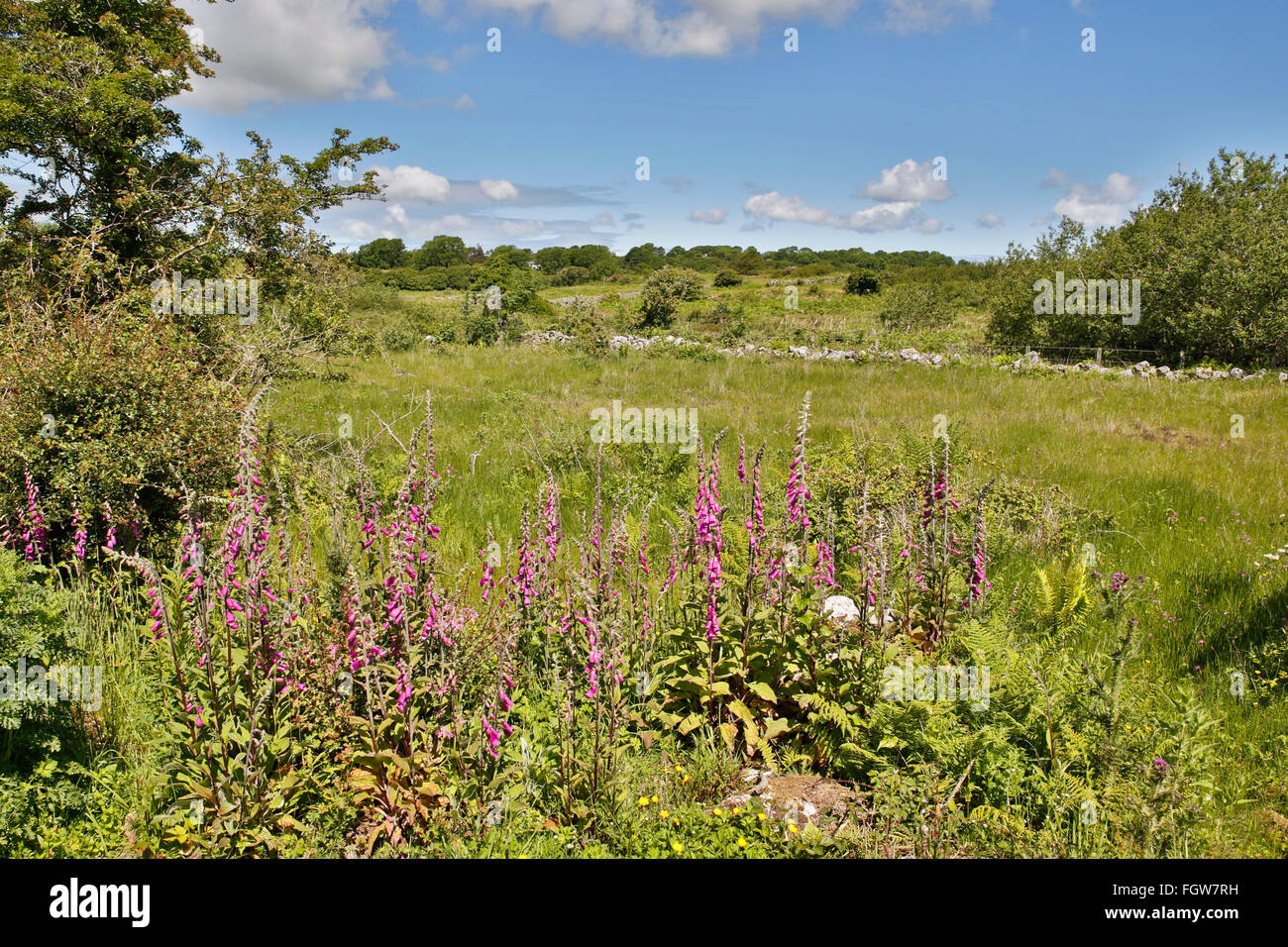 CORS Goch; Fingerhut; Nationalen Naturschutzgebiet; Anglesey; UK Stockfoto