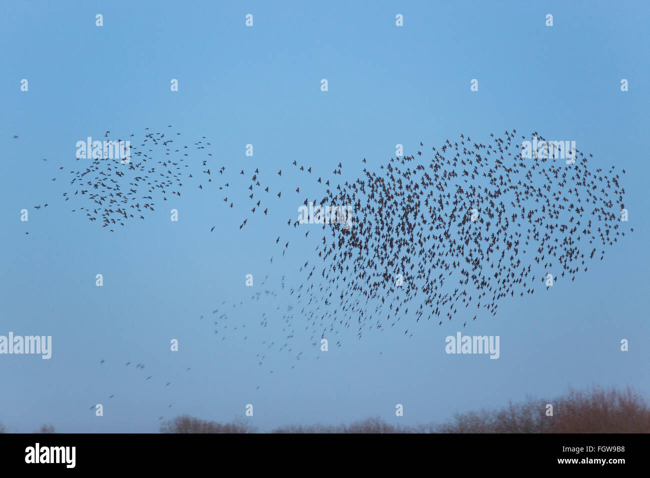 Starling; Sturnus Vulgaris Roost Murmurating Somerset; UK Stockfoto