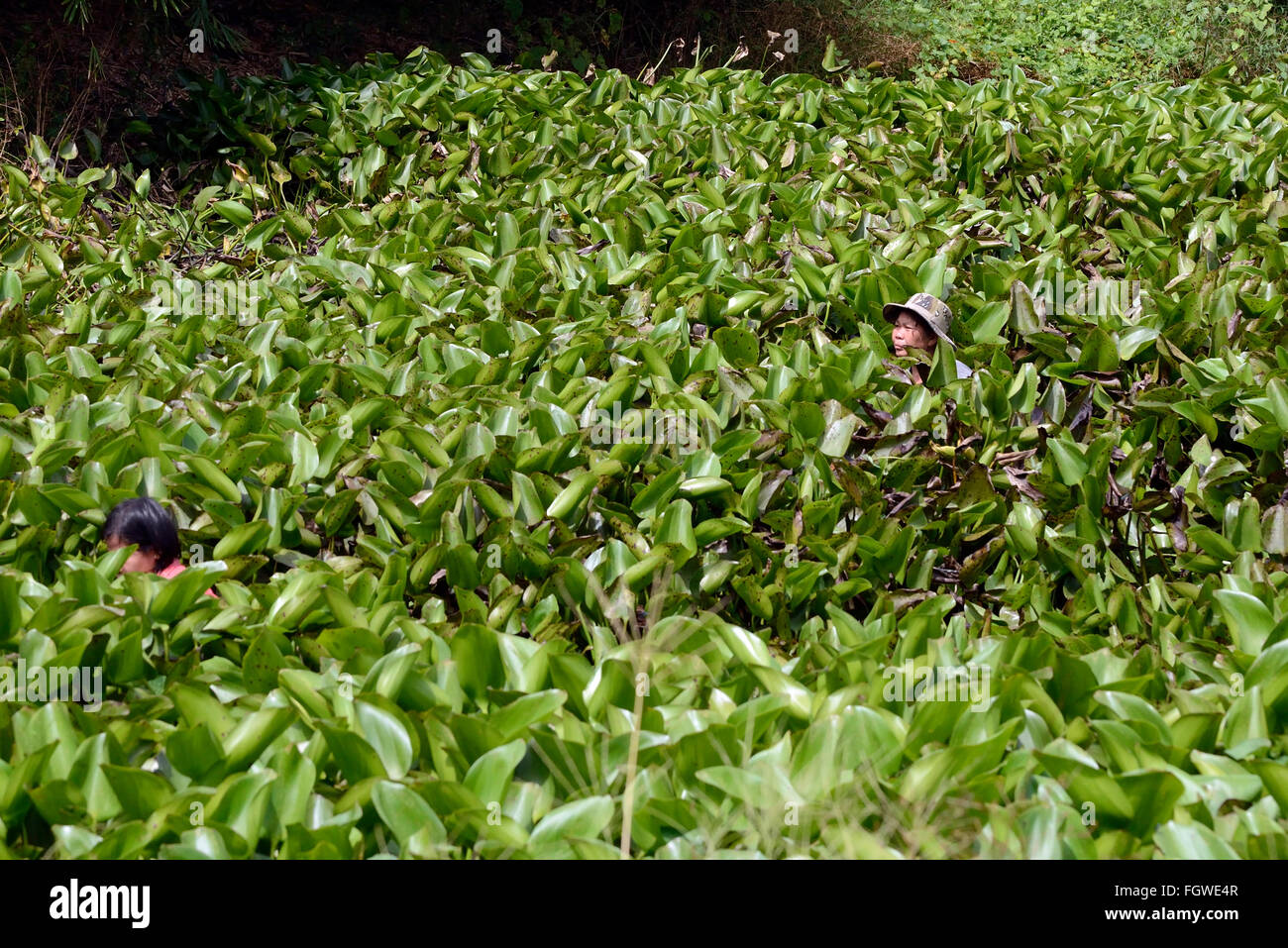 einige Landwirte arbeiten in einem Sumpf in der Nähe von Hut Mae Nam, Koh Samui Insel, Provinz Surat Thani, Thailand, Südostasien Stockfoto