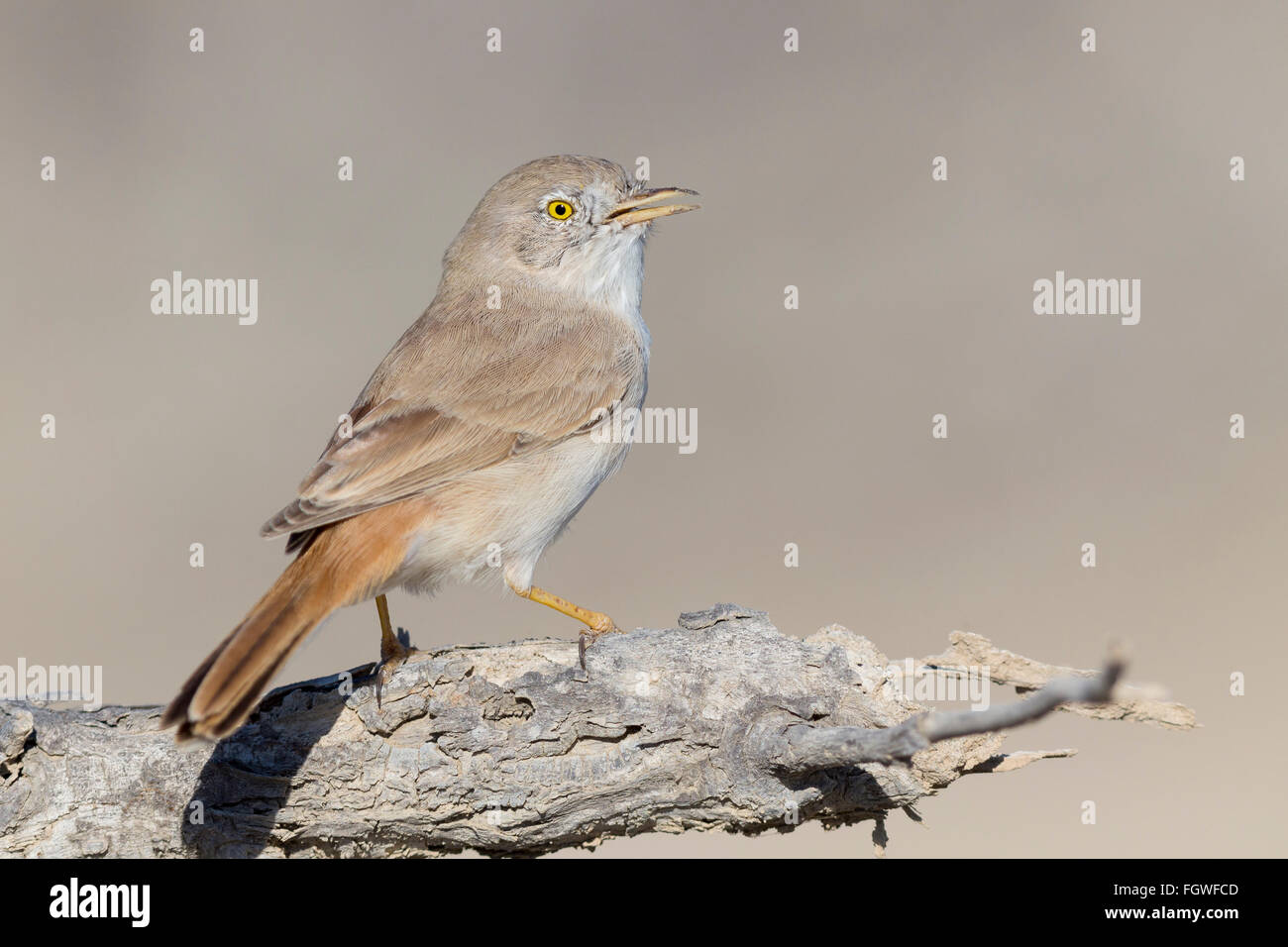 Asiatische Wüste Grasmücke (Sylvia Nana), thront auf einem Ast, Khatmat Milahah, Al Batinah, Oman Stockfoto