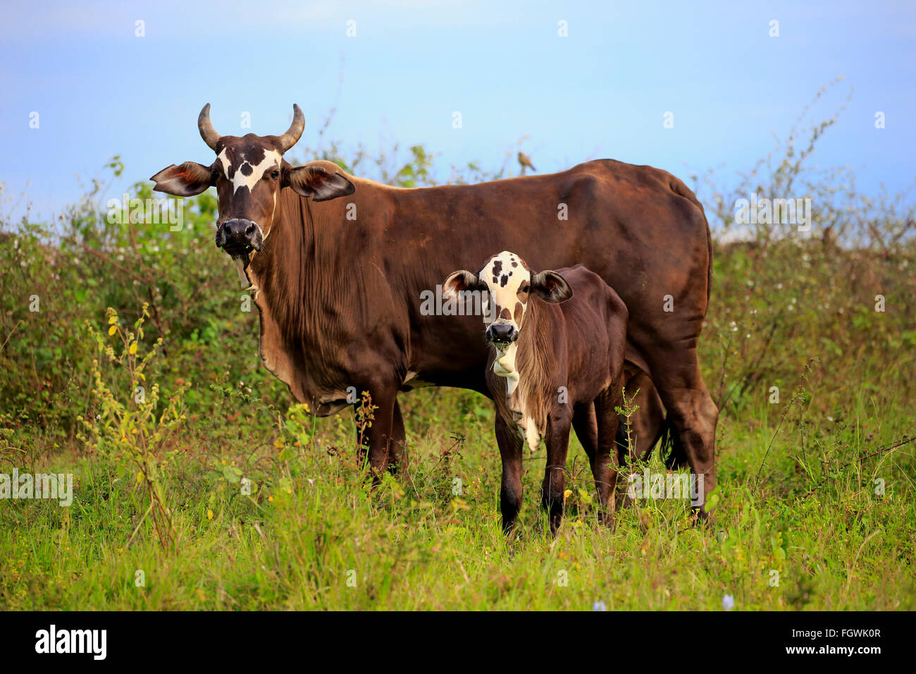Rinder, Kuh mit Kalb, Pantanal, Mato Grosso, Brasilien, Südamerika ...