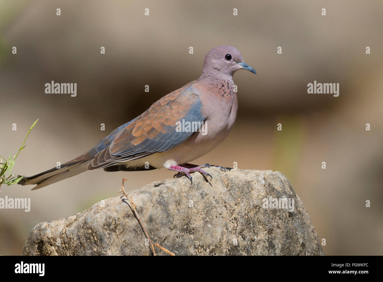 Lachende Taube (Streptopelia Senegalensis), Erwachsene thront auf einem Felsen, Wadi Darbat, Dhofar, Oman Stockfoto