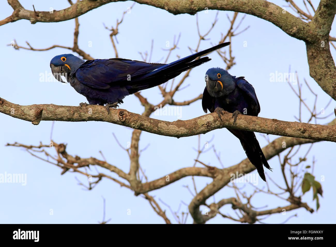 Hyazinth-Ara, blau-Ara, paar, Pantanal, Mato Grosso, Brasilien, Südamerika / (Anodorhynchus Hyacinthinus) Stockfoto