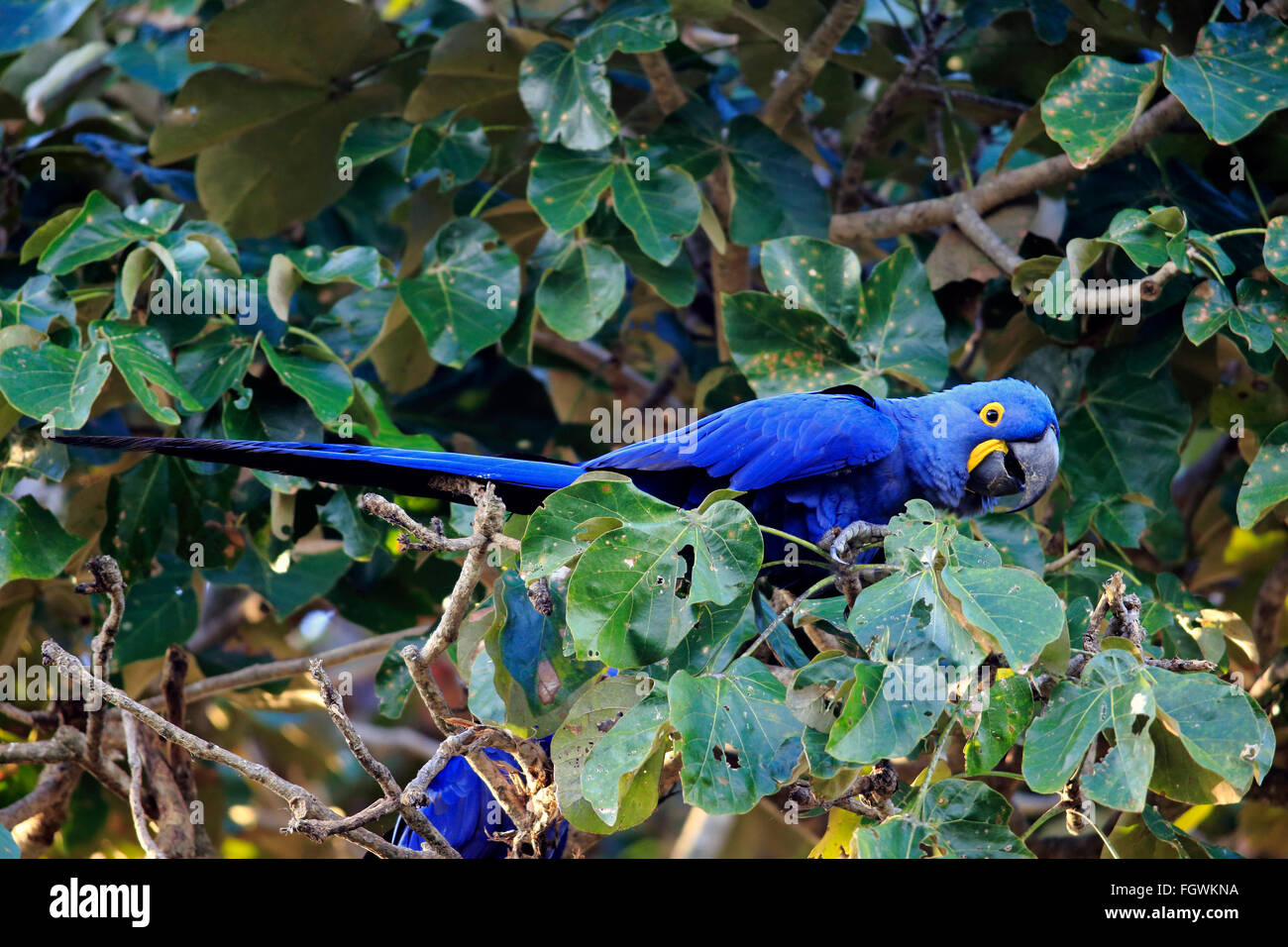 Blauer Ara, Pantanal, Mato Grosso, Brasilien, Südamerika / (Anodorhynchus Hyacinthinus) Stockfoto